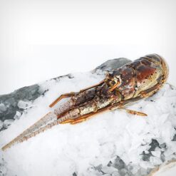 Langosta Entera-0