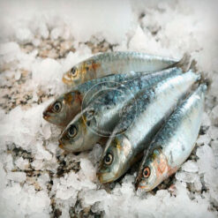 Sardinas Españolas-0