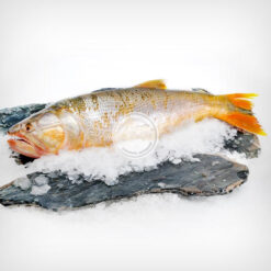 Filet de Dorado